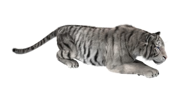 3D digital render of a white tiger hunting isolated on white background