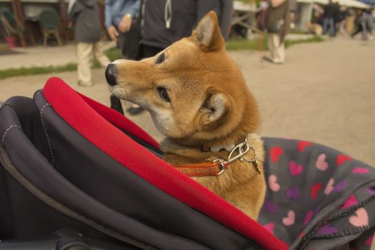 Cute dog in buggy.