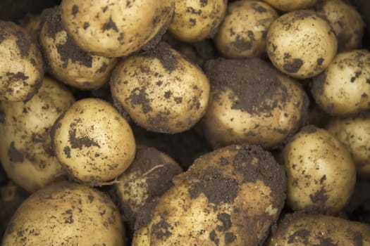 A close-up of potatoes just picked in the garden.