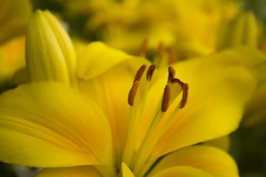 Beautiful yellow lily with pistil and stamen.