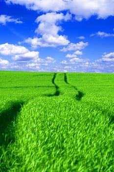 Green field and blue sky conceptual image. Picture of green field and sky in summer.