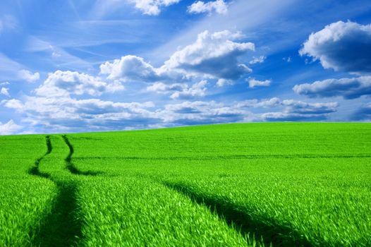 Green field and blue sky conceptual image. Picture of green field and sky in summer.