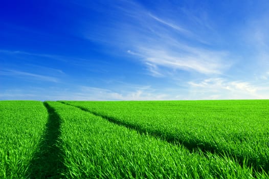 Green field and blue sky conceptual image. Picture of green field and sky in summer.