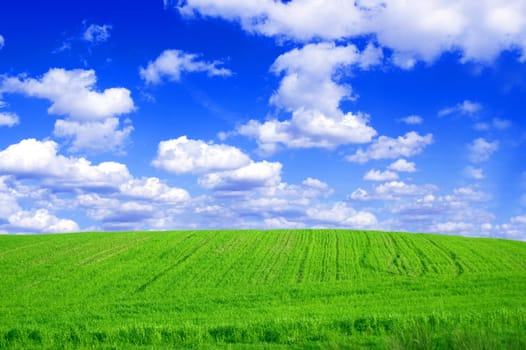 Green field and blue sky conceptual image. Picture of green field and sky in summer.