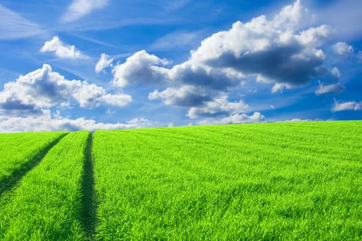 Green field and blue sky conceptual image. Picture of green field and sky in summer.