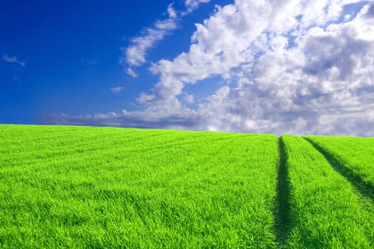 Green field and blue sky conceptual image. Picture of green field and sky in summer.