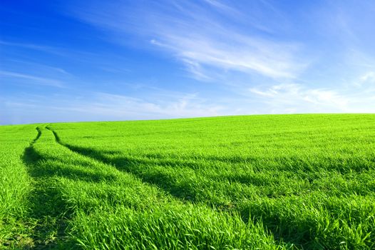 Green field and blue sky conceptual image. Picture of green field and sky in summer.