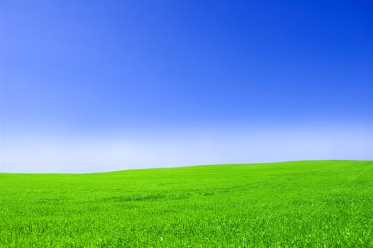 Green field and blue sky. Picture of green field and sky in summer.