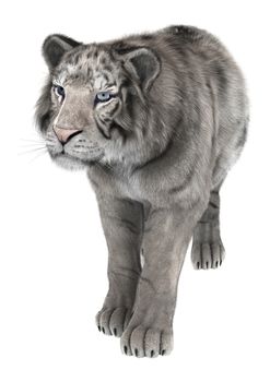 3D digital render of a white tiger isolated on white background