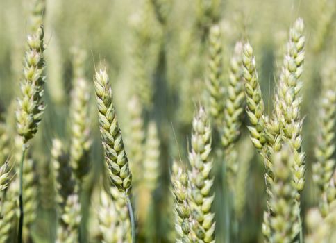 Wheat Growing in Field