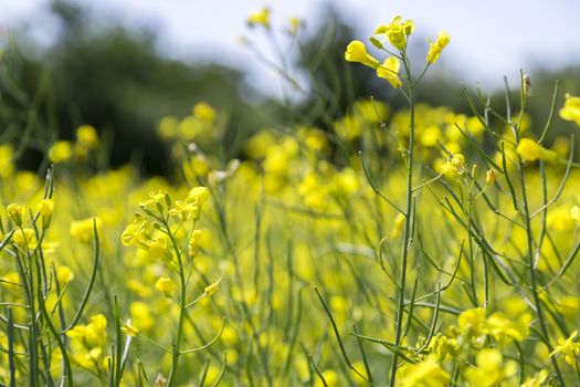Plenty of Rapeseed Growing in Field.