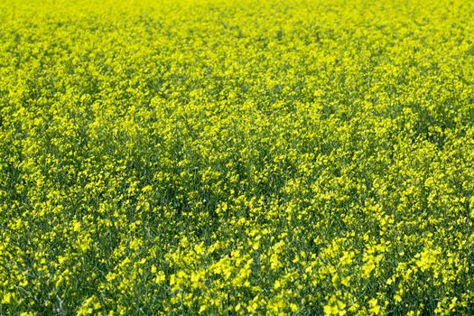 Entire Field of Rapeseed blossoming in yellow flowers.