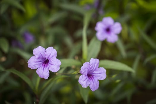 Close up focus in bright purple flowers on a green and yellow background