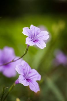 Close up focus in bright purple flowers on a green and yellow background