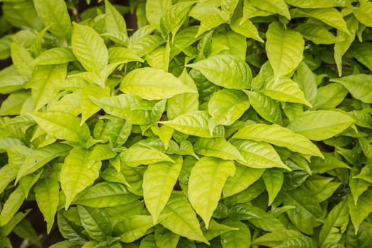 Tiny green leaves background.