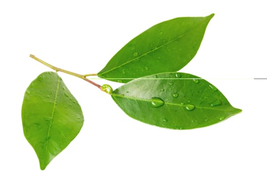 Citrus leaves with drops isolated on a white background