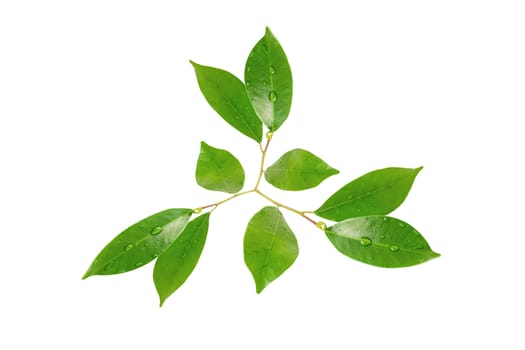 Citrus leaves with drops isolated on a white background