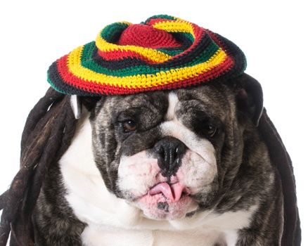 funny dog wearing dreadlock wig on white background - bulldog