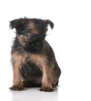 sad looking puppy sitting on white background - brussels griffon