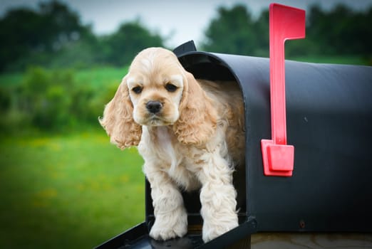 special delivery - cute puppy peeking out of a mailbox