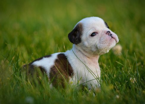 puppy in the grass - bulldog 6 weeks old 