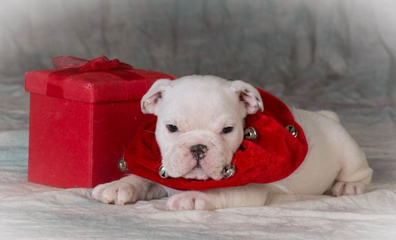christmas puppy laying beside gift - bulldog