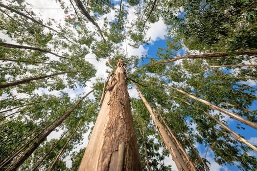 Eucalyptus tree against sky