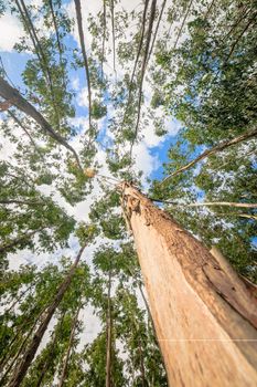 Eucalyptus tree against sky