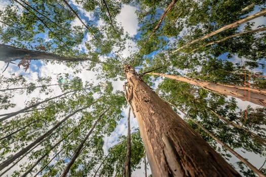 Eucalyptus tree against sky