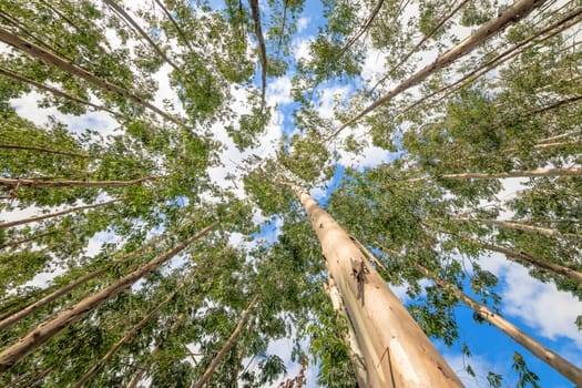 Eucalyptus tree against sky