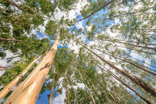 Eucalyptus tree against sky