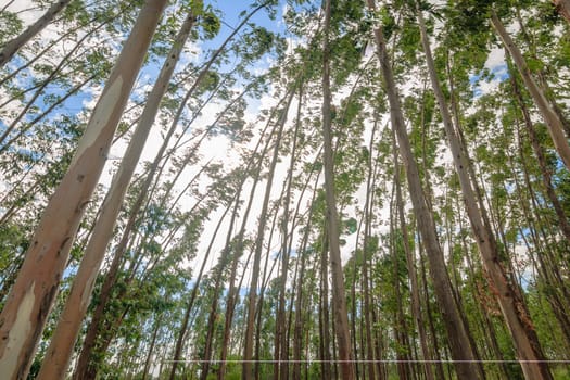 Eucalyptus tree against sky