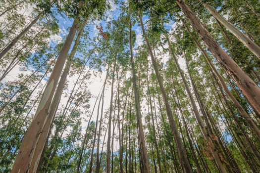 Eucalyptus tree against sky