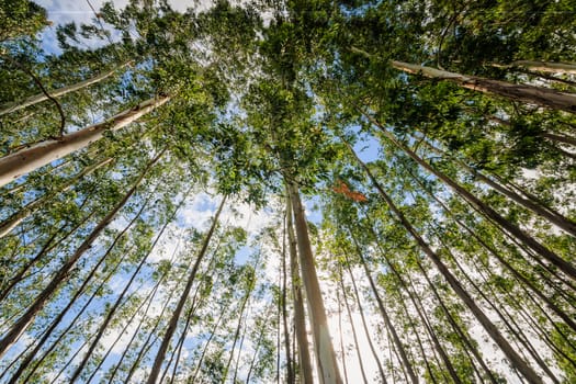 Eucalyptus tree against sky