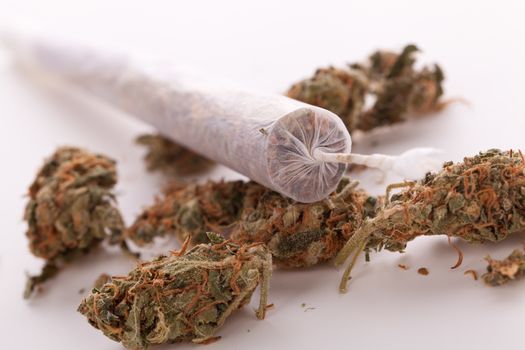 Close up of dried marijuana leaves and tied end of marijuana joint with translucent rolling paper on white background