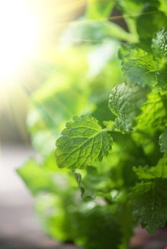 Green fresh melissa leaves close up