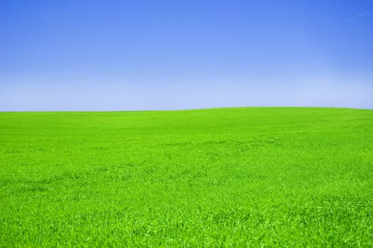 Green field and blue sky. Picture of green field and sky in summer.