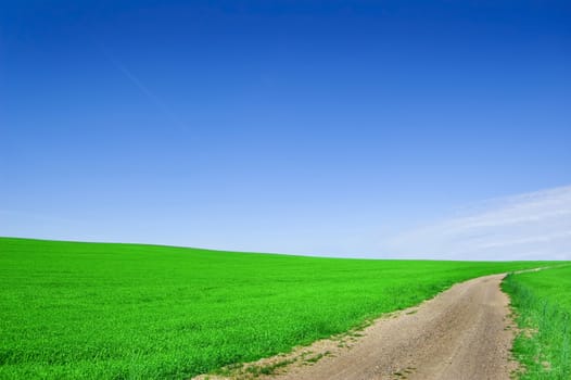 Green field and blue sky. Picture of green field and sky in summer.