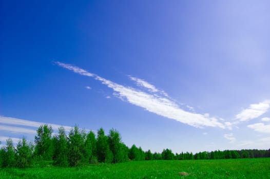 Field and forest conceptual image. Picture of green field and forest with blue sky in summer.