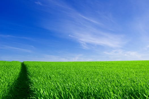 Green field and blue sky. Picture of green field and sky in summer.