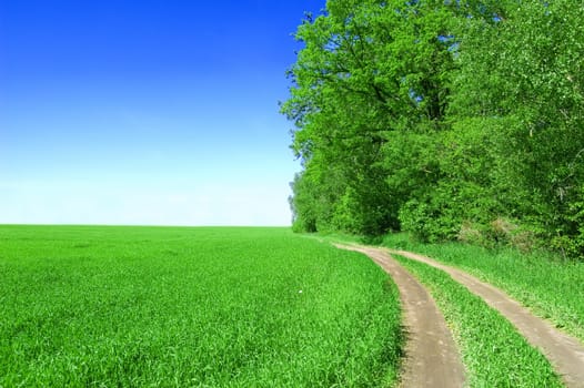 Green field and blue sky. Picture of green field and sky in summer.