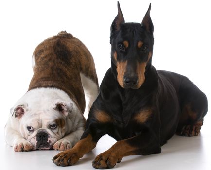 two dogs - bulldog and doberman together on white background