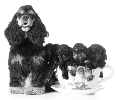 litter of puppies - american cocker spaniel mom and pups in a teacup on white background