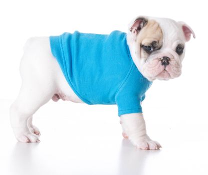 cute puppy - bulldog puppy wearing a blue sweater standing on white background 7 weeks old