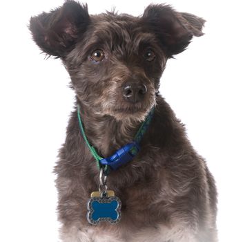 dog wearing a collar with a name tag on white background