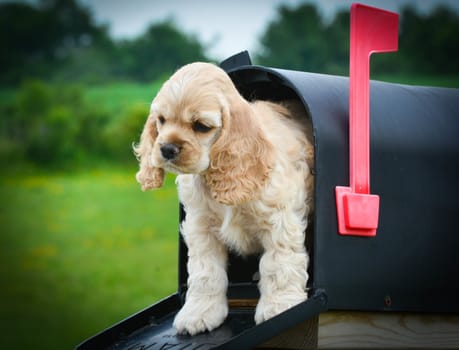 special delivery - cute puppy peeking out of a mailbox