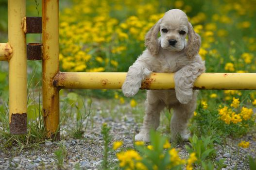 cute puppy - american cocker spaniel puppy with paws on metal fence