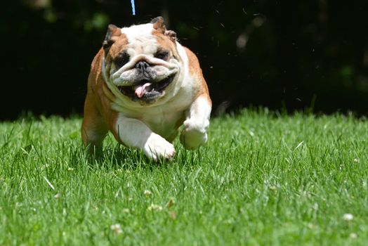 dog running towards viewer - bulldog