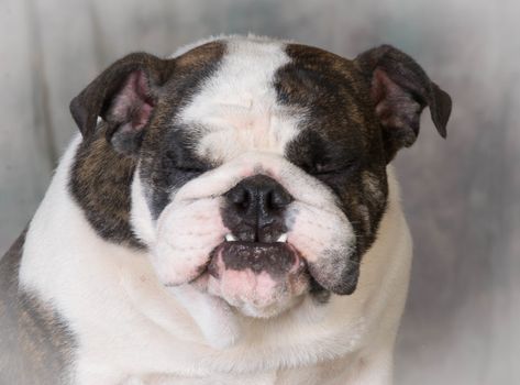 dog with silly expession - bulldog