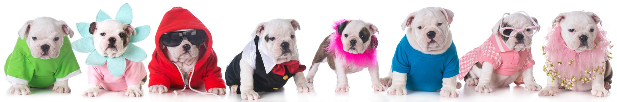 litter of bulldog puppies dressed up in costumes - 8 weeks old